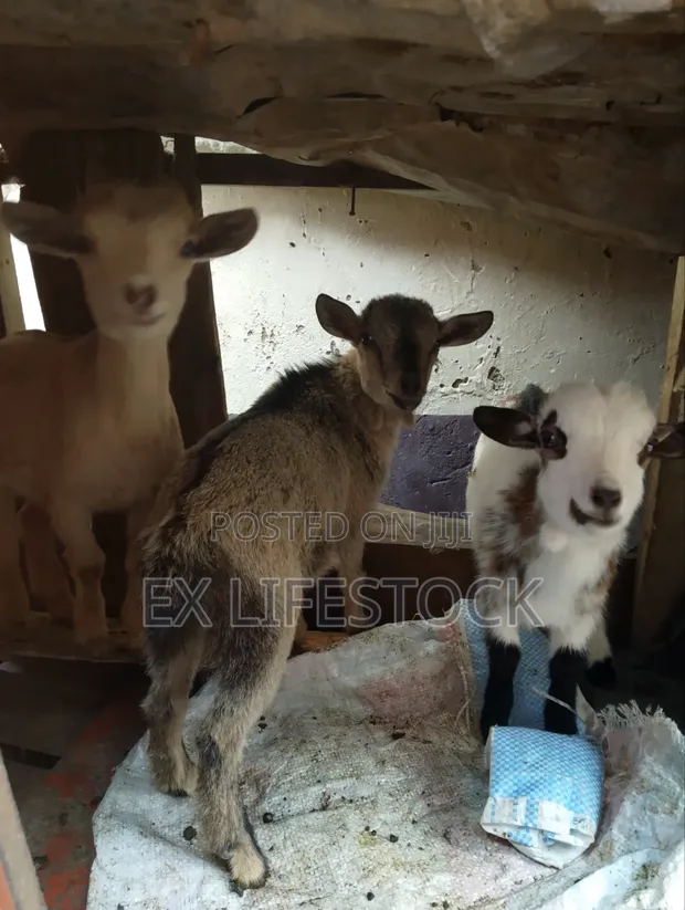 Young Goats for Beginners - 1