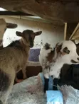Young Goats for Beginners - 2
