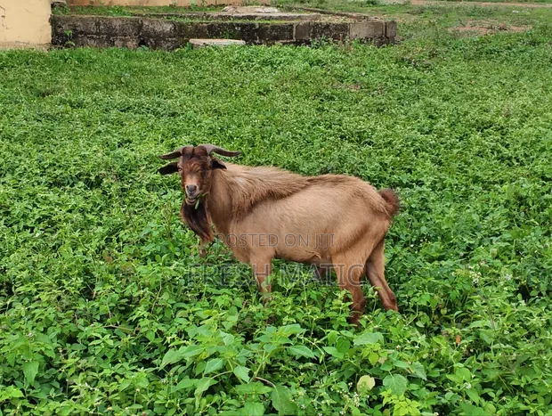 Large Male Goat - Northern Breed - 1