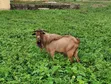 Large Male Goat - Northern Breed - 1
