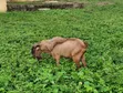 Large Male Goat - Northern Breed - 2