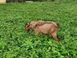 Large Male Goat - Northern Breed - 3