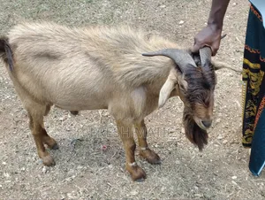 Large Male Goat - Northern Breed