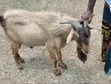 Large Male Goat - Northern Breed - 4