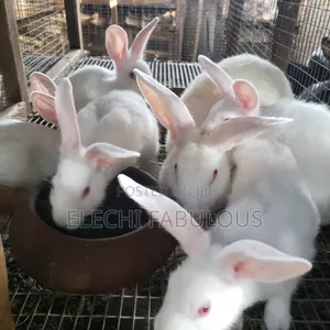 New Zealand White Rabbits - Growers Available