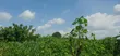 5 Acres of Land for Sale at Alako, Ido, Ibadan - 1