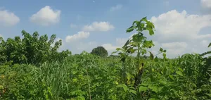 5 Acres of Land for Sale at Alako, Ido, Ibadan