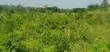 5 Acres of Land for Sale at Alako, Ido, Ibadan - 5