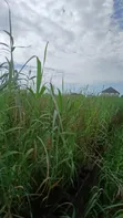 4 Plots na Teku (Zango da Get) a Ajah - 4