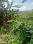 Filin Sayarwa a Ketu, Epe, Legas - 2