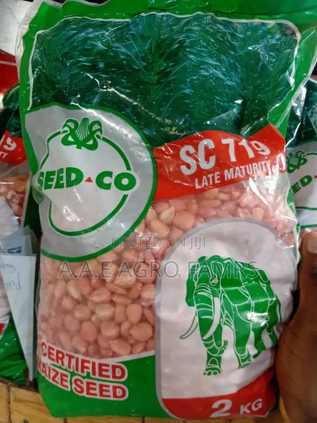 SC119 Late-Maturity Maize Seeds (2kg) - 1