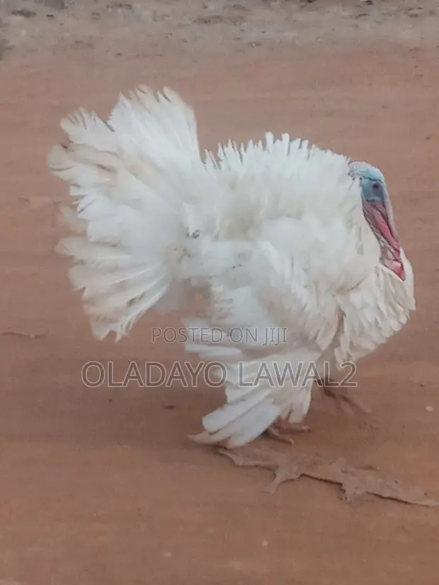 10 Turkeys for Sale - 1