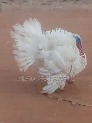 10 Turkeys for Sale