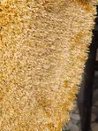 Gold Color Artificial Grass 15mm - 1