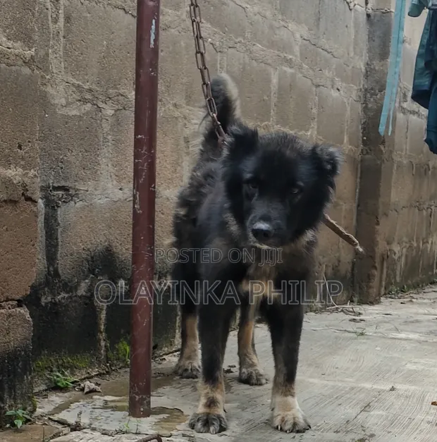 Purebred Caucasian Shepherd - 1+ Year Male - 1