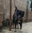 Purebred Caucasian Shepherd - 1+ Year Male - 1