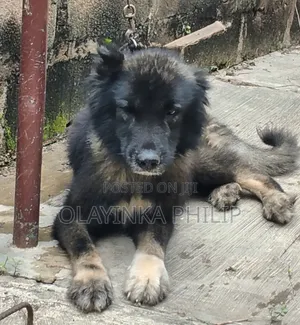 Purebred Caucasian Shepherd - 1+ Year Male
