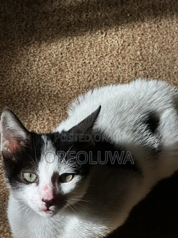 Male Mixed Breed American Shorthair Kitten, 1-3 Months - 1