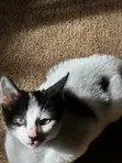Male Mixed Breed American Shorthair Kitten, 1-3 Months - 1