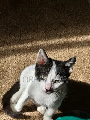 Male Mixed Breed American Shorthair Kitten, 1-3 Months