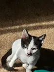 Male Mixed Breed American Shorthair Kitten, 1-3 Months - 2