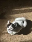 Male Mixed Breed American Shorthair Kitten, 1-3 Months - 3