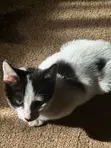 Male Mixed Breed American Shorthair Kitten, 1-3 Months - 4