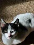 Male Mixed Breed American Shorthair Kitten, 1-3 Months - 5