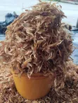 Nembe Crayfish - Jakunkuna 18+ Custard - 3