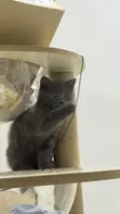 British Shorthair Kitten (1-3 Months) - Purebred Male - 1