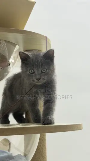 British Shorthair Kitten (1-3 Months) - Purebred Male