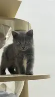 British Shorthair Kitten (1-3 Months) - Purebred Male - 2