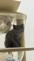British Shorthair Kitten (1-3 Months) - Purebred Male - 3