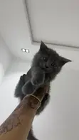 British Shorthair Kitten (1-3 Months) - Purebred Male - 5