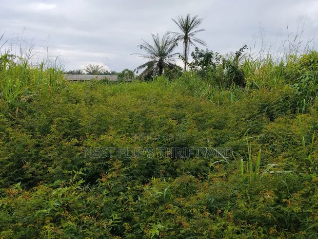 100x100 Filin Sayarwa a Ezakagbo, Benin City - 1