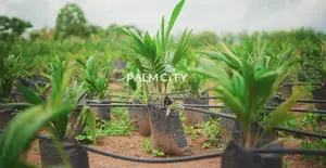 Filin Zuba Jari Mai Muhimmanci - Palm City, Ogbomosho