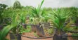 Filin Zuba Jari Mai Muhimmanci - Palm City, Ogbomosho - 1