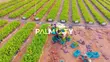 Filin Zuba Jari Mai Muhimmanci - Palm City, Ogbomosho - 4