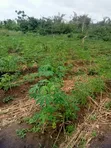 Half Plot for Sale, Abiola Arobieye - 2