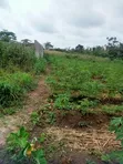 Half Plot for Sale, Abiola Arobieye - 4