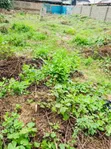 Empty Plot of Land for Sale - Olowora, Lagos - 4
