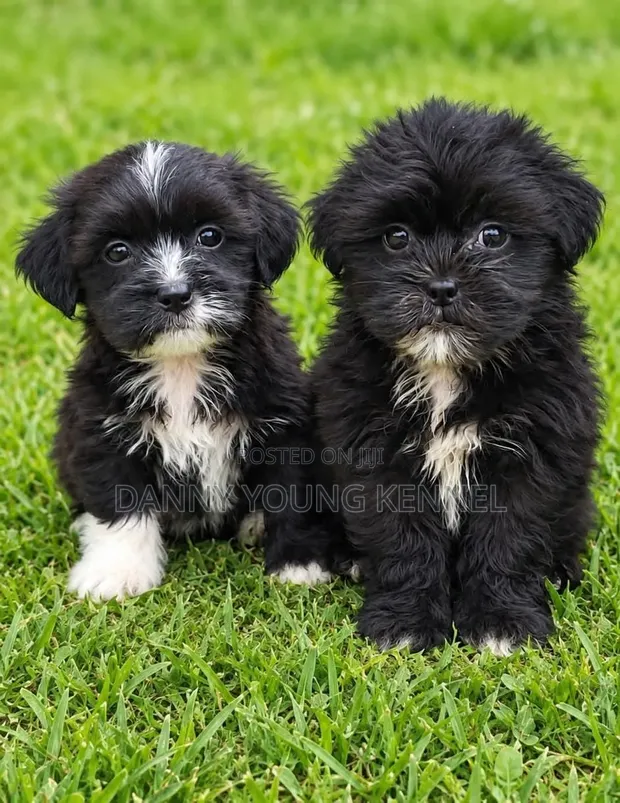 Purebred Lhasa Apso Puppy - 1-3 Months Old - 1