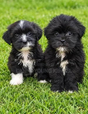 Kare Mai Tsarki na Lhasa Apso - Wata 1-3