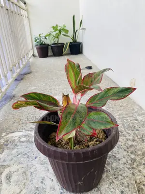 Flowerpot for Live Plants - Brand New