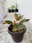 Bakin Furen Rayayyiya - Sabo - 2