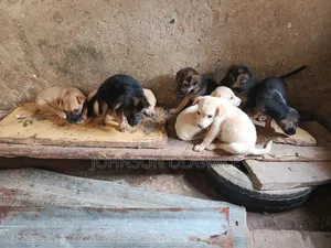 German Shepherd Mix Yar Yara (Mace, 1-3 Watan)