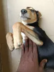 German Shepherd Mix Yar Yara (Mace, 1-3 Watan) - 2