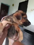 German Shepherd Mix Yar Yara (Mace, 1-3 Watan) - 3