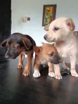 German Shepherd Mix Yar Yara (Mace, 1-3 Watan) - 5