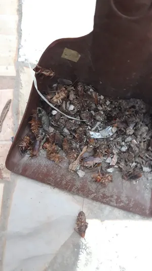 Professional Fumigation Services in Agege & Abule Egba